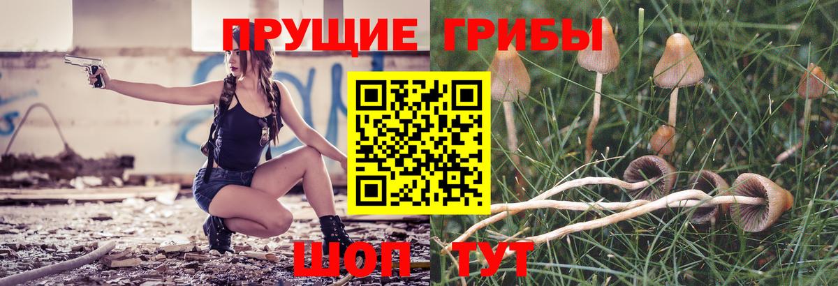 Псилоцибиновые грибы Psilocybe Архангельск